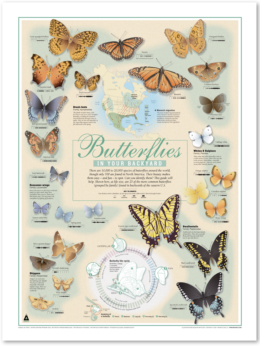 North American Butterfly Chart