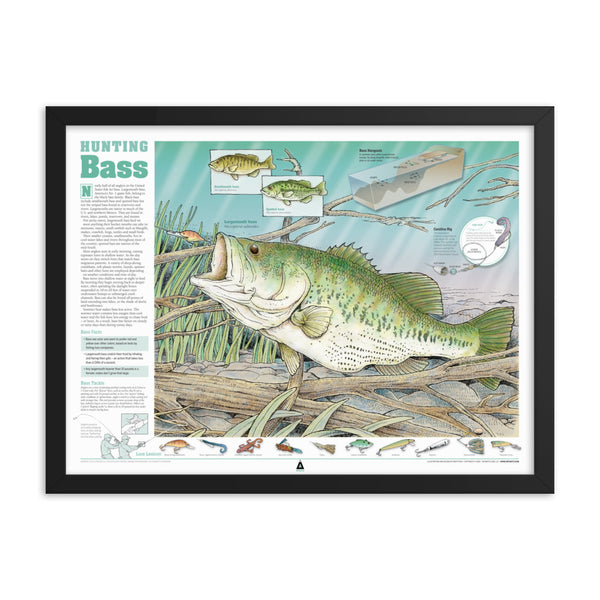 Hunting Bass Infographic Print (24 x 18) Framed