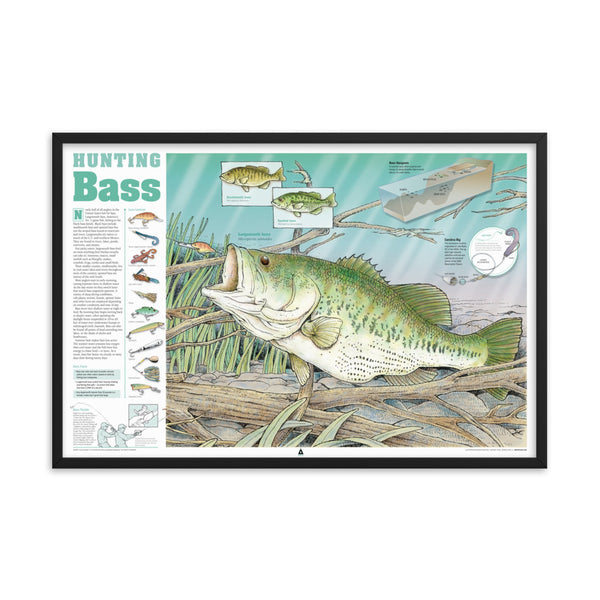Hunting Bass Infographic Print (24 x 18) Framed