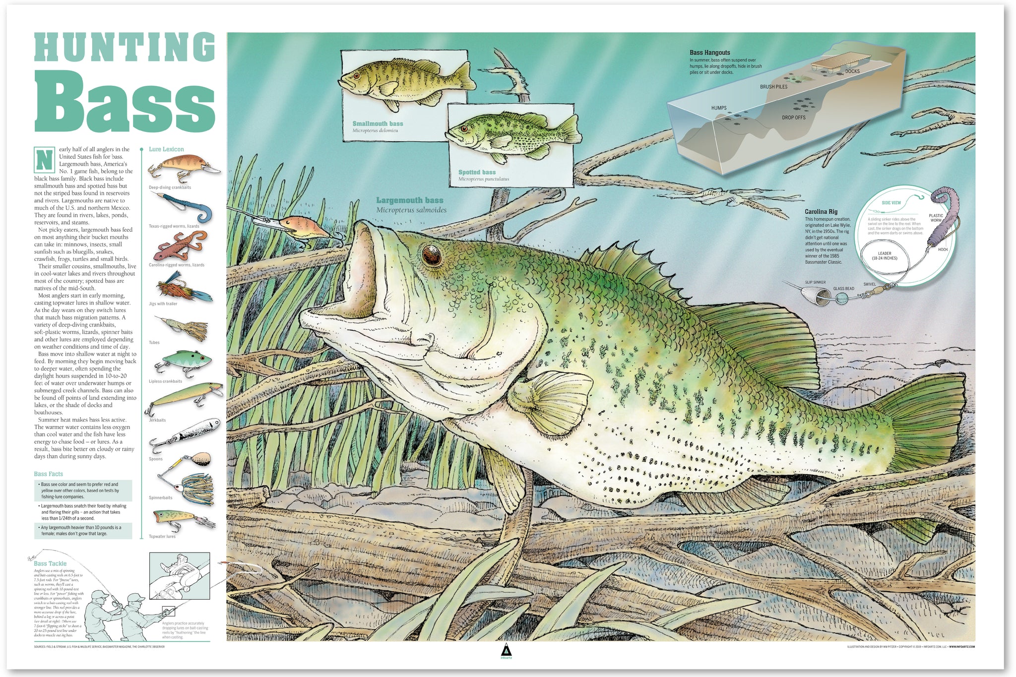 bass lure infograohic Hunting Bass Infographic Print (36 x 24)