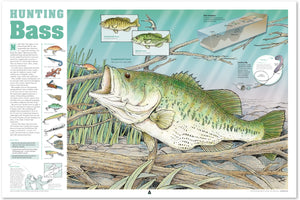 Hunting Bass Infographic Print (36 x 24)
