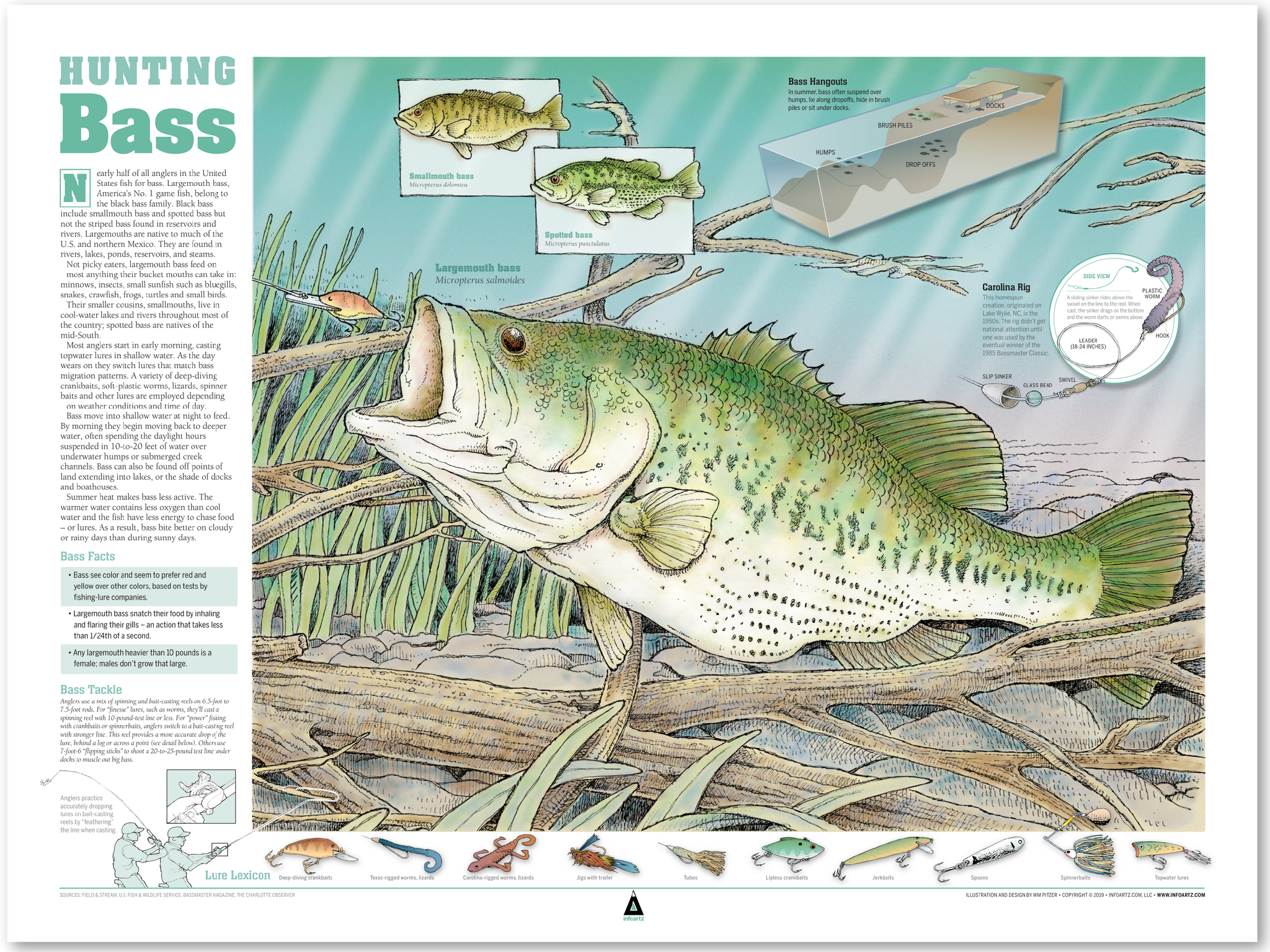 Hunting Bass Infographic Print (24 x 18) – InfoArtz