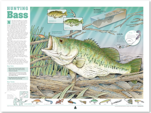 Hunting Bass Infographic Print (24 x 18)