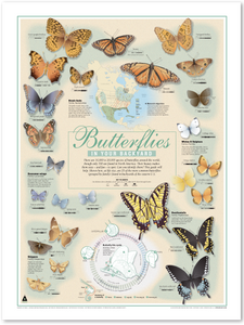 Butterflies in Your Backyard Print (18x24)