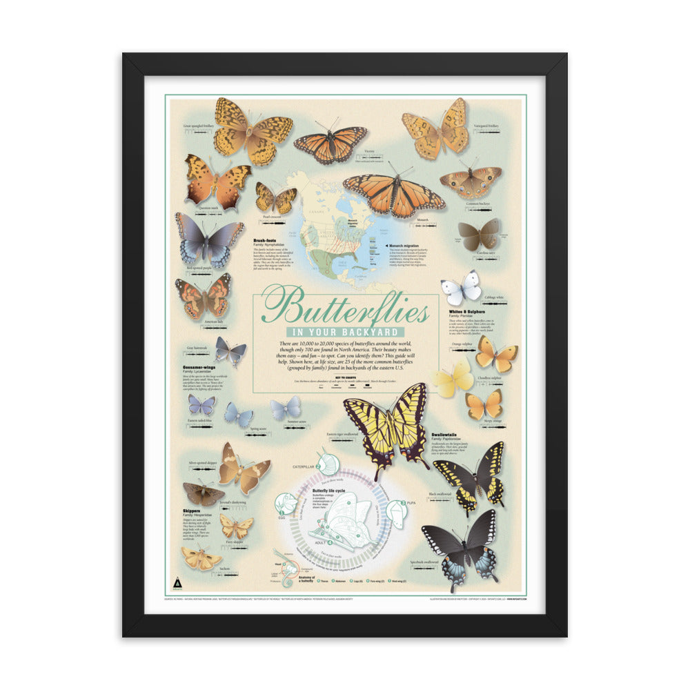 Butterflies In Your Backyard (18x24) Framed